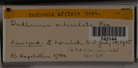 Badhamia affinis image